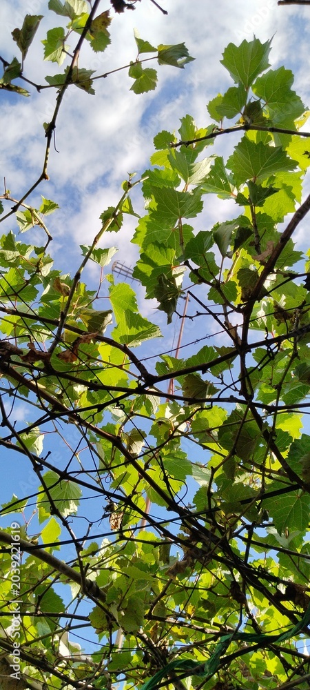 Fototapeta premium green leaves against blue sky