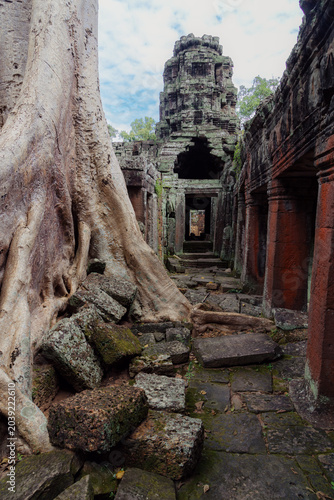 Quadro su tela Massive tree roots engulf ancient stone ruins at Banteay Kdei Temple, Angkor Wat, Cambodia