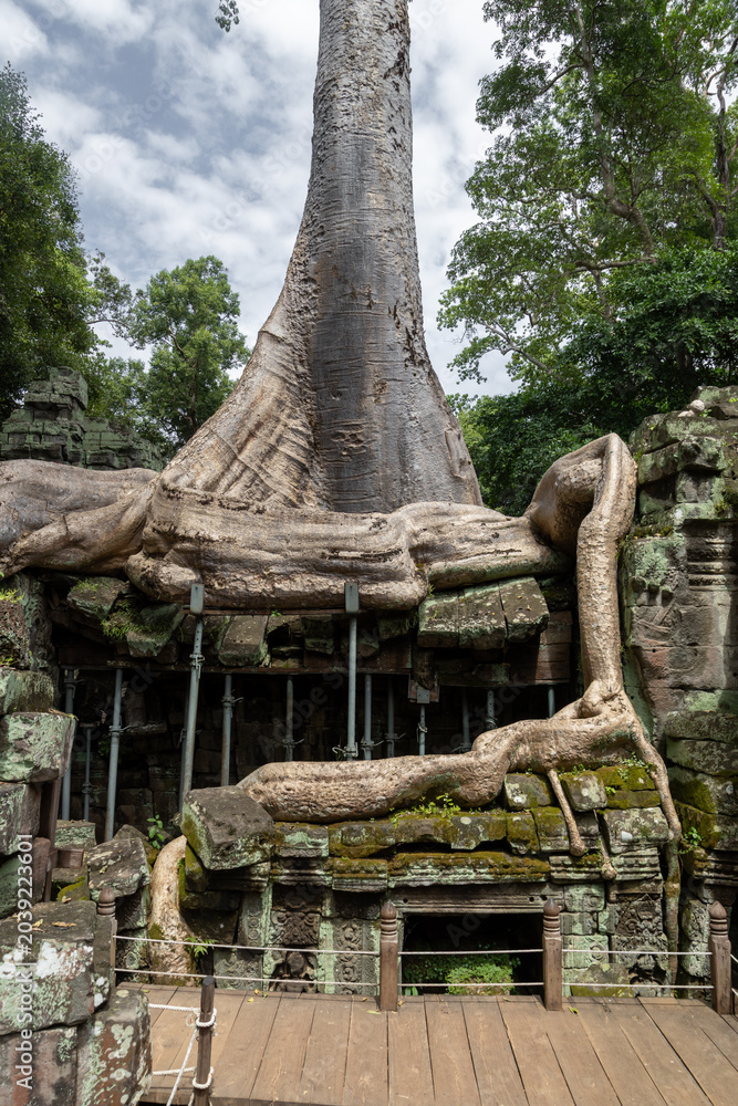 Fototapeta premium Ta Prohm temple in Siem Reap, Cambodia, showcases the iconic embrace of ancient stone ruins by massive tree roots, a testament to nature's power.