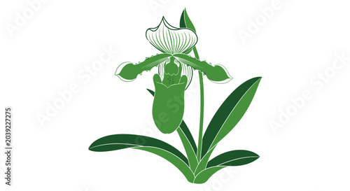 Fotografie A detailed illustration of a green lady slipper orchid flower with leaves
