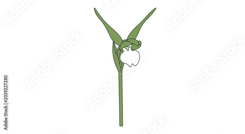 Fotografie A detailed botanical illustration of a white lady slipper orchid flower