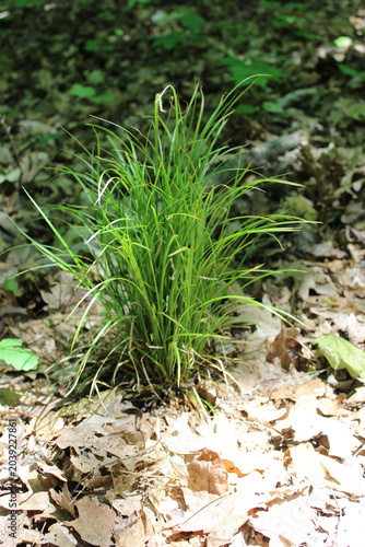 Schilderij op canvas Pennsylvania woodland sedge in sun at Camp Ground Road Woods in Des Plaines, Ill