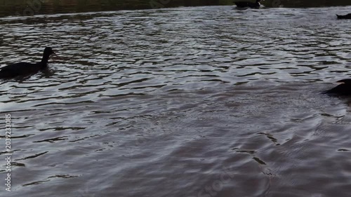 Muscovy Duck Swimming Calmly Across Lagoon Water in Paraguay