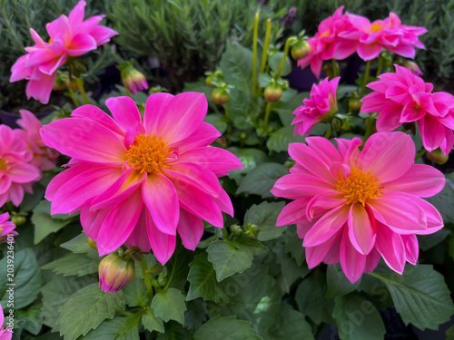 Vibrant Pink Dahlia Flowers in a Garden Setting