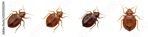 Fotografía Bed Bug Insect Collection: High-Resolution Macro Photography Featuring Multiple
