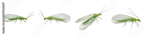 Fotografía Green Lacewing Insect Collection: High-Resolution Macro Photography Featuring Mu