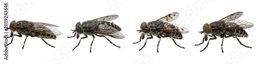 Foto Ant Insect Collection: High-Resolution Macro Photography Featuring Multiple Angl