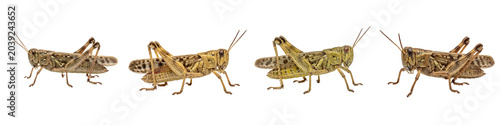 Foto Grasshopper Insect Collection: High-Resolution Macro Photography Featuring Multi