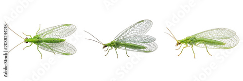 Tableau sur toile Green Lacewing Insect Collection: High-Resolution Isolated Macro Photography Sho