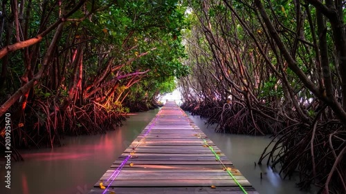 Wooden walkway through lush mangrove trees and water, leading to light