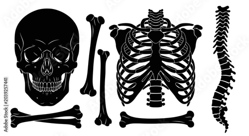 Tableau sur toile Black skeleton bones on white background.