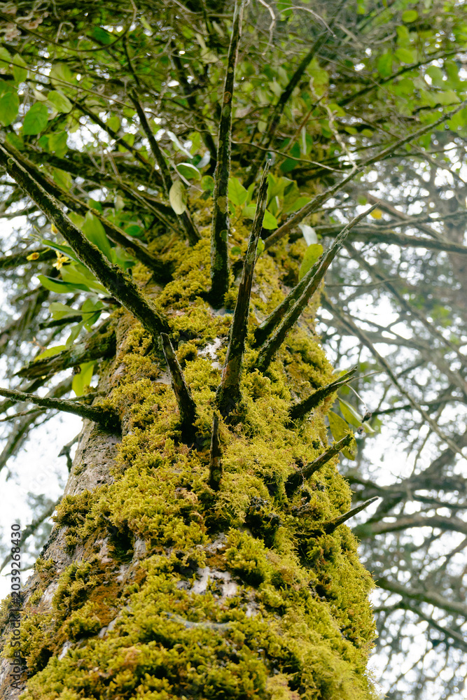 Obraz premium Moss covered tree trunk rising through forest canopy with selective focus