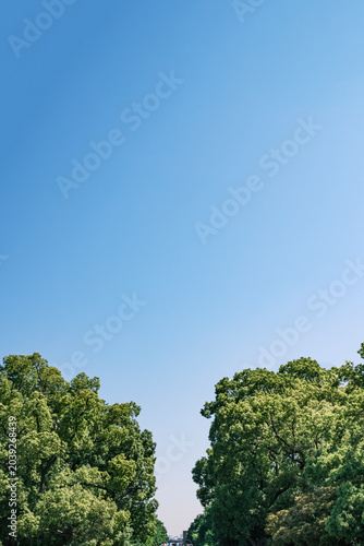 Fotografie Clear Blue Sky Above Lush Green Trees in Summer