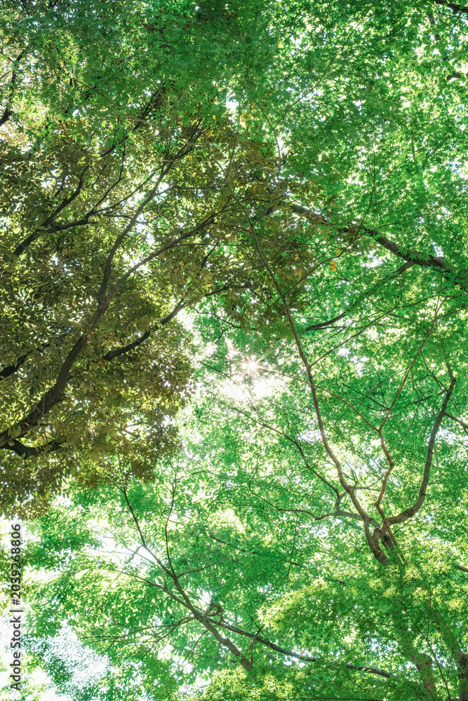 Fototapeta premium Sunlight Filtering Through Fresh Green Forest Canopy