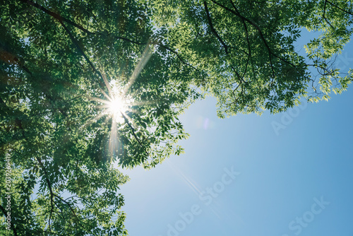 夏の太陽の暑く強い日差し　木々の葉から差し込むさわやかな木漏れ日の光とキラキラの輝く明るい丸ボケと光芒　アウトドア・夏休み・日焼け・バカンス・旅行・洗濯のイメージ背景　