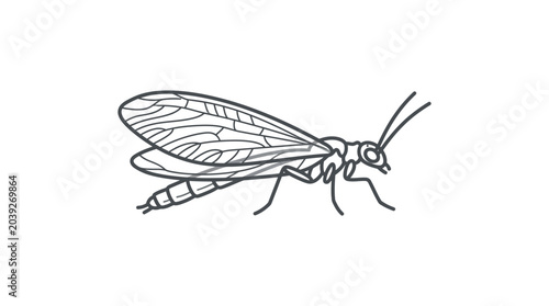 Obraz na płótnie Delicate line art illustration of a mayfly insect.