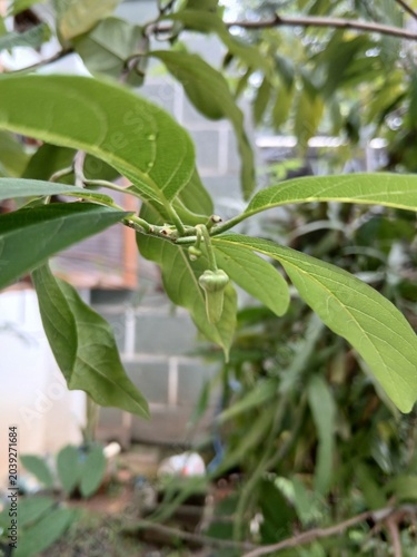 Young Sugar Apple Fruit on Tree