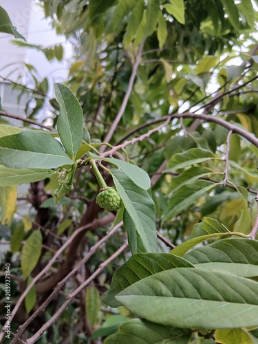 Young Sugar Apple Fruit on Tree