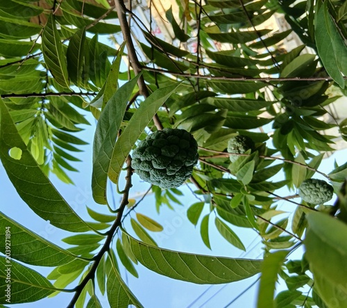 Young Sugar Apple Fruit on Tree