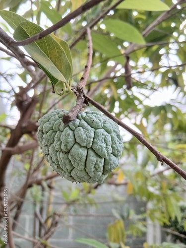 Young Sugar Apple Fruit on Tree