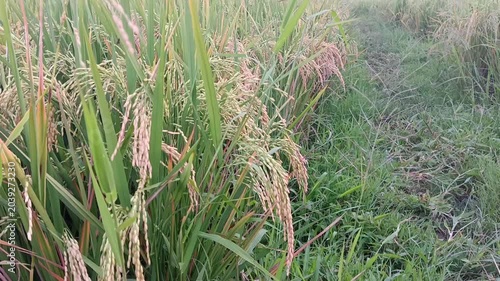 indonesian rice field, paddy in traditonal field