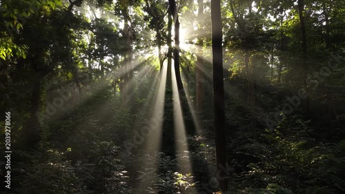 Drone backward revealing shot of morning sunbeams shining through lush green forest trees canopy, cinematic crepuscular sun rays in tropical jungle