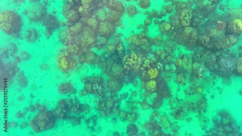 Top view of natural coral formations in shallow sea water with rippling sun reflections, perfect for summer vacation, snorkeling, and environmental conservation themes. concept environment lagoon.
