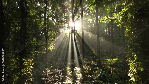 Smooth Slow Motion Flight Among Fresh Green Forest Trees and Light Through the Leaves at Sunrise. Smooth Camera Flight. Footage in European Landscape.