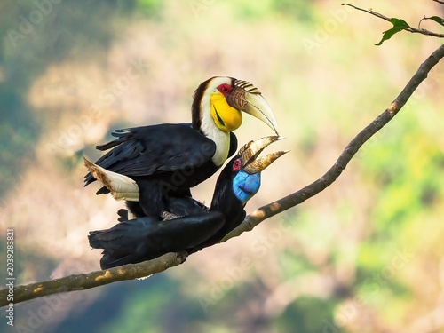 toucan on a branch