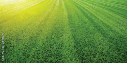 Schilderij op canvas Green grass field background at sunset with background landscape sunlight enviro