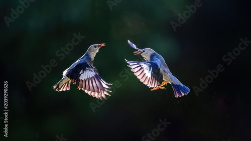 hummingbird feeding on a bird