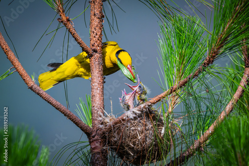 yellow billed toucan in tree