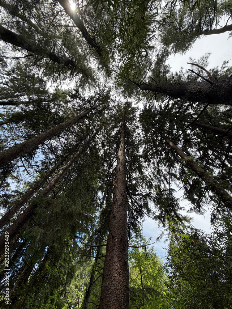 Fototapeta premium tall trees and sky