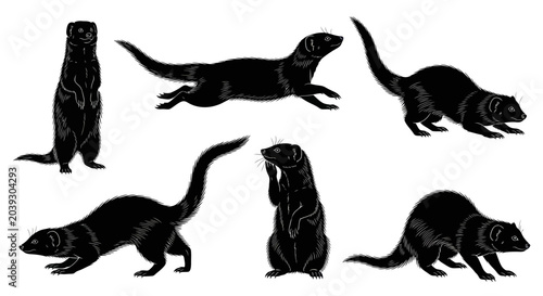 Photos Group of weasel silhouettes standing running.