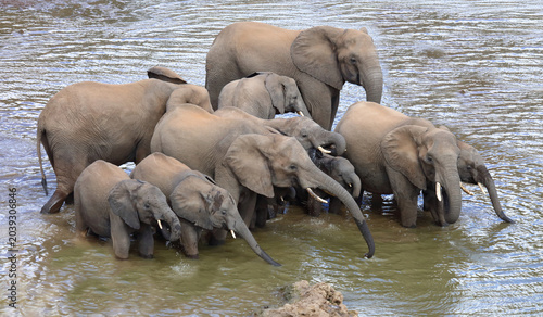 Canvas Print Afrikanischer Elefant / African elephant / Loxodonta africana