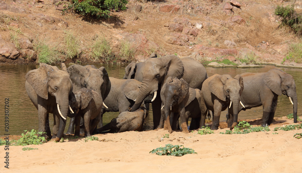 Fototapeta premium Afrikanischer Elefant / African elephant / Loxodonta africana