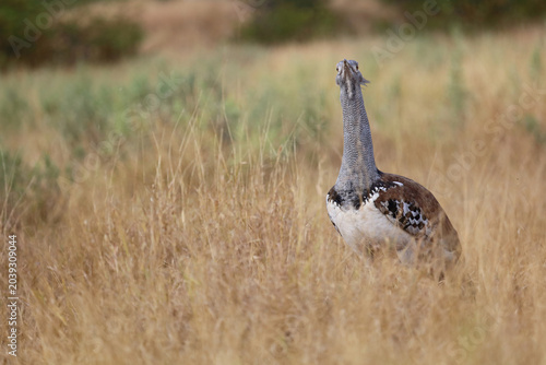 Cuadro en lienzo Riesentrappe / Kori bustard / Andreotis kori