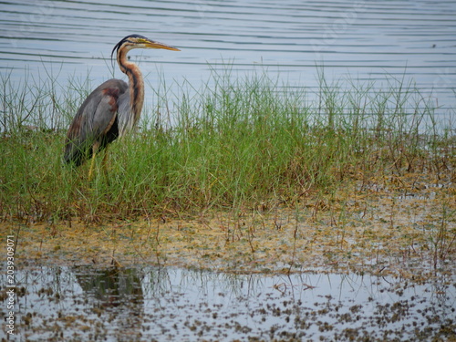 Purple heron ( Ardea purpurea ) standing to hunting aquatic animals in wetland, Long necked bird at Khao Sam Roi Yot National Park, Thailand