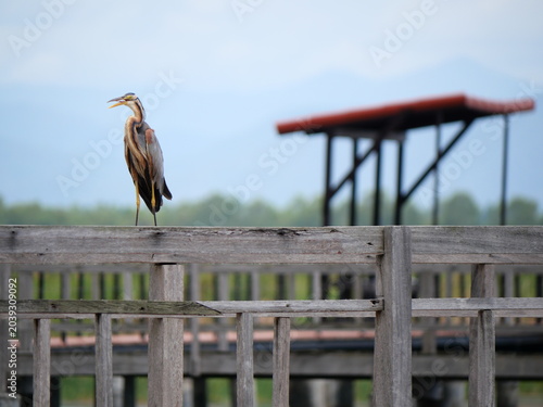 Purple heron ( Ardea purpurea ) standing on walkway and wooden bridge railing, Long necked bird with tree and blue sky in background at Khao Sam Roi Yot National Park, Thailand