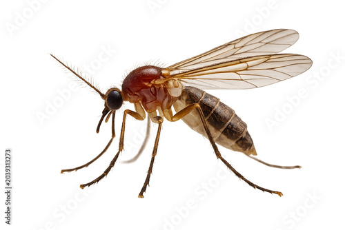 dragonfly isolated on white background png
