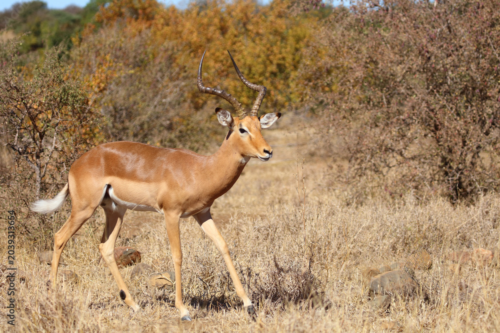 Obraz premium Schwarzfersenantilope / Impala / Aepyceros melampus