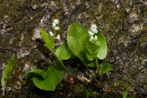 Two Canada Mayflowers (Maianthemum canadense) with white flowers growing next to the trunk of an American beech (Fagus grandifolia). They are abundant in the eastern North American forest understory.
