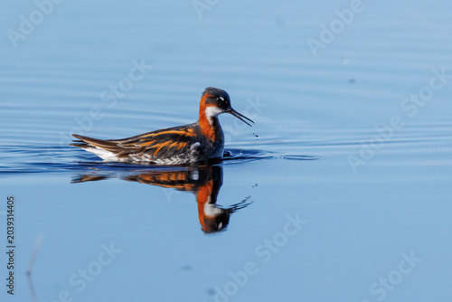 Fotografía Odinshühnchen (Phalaropus lobatus)