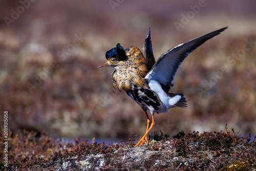Cuadro en lienzo Kampfläufer (Philomachus pugnax)