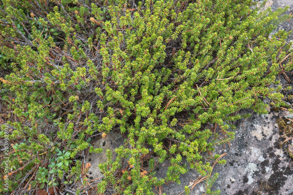 Fototapeta premium ガンコウラン（Empetrum nigrum var. japonicum）：苔のように岩を這うツツジ科の高山植物／日本長野県の北八ヶ岳・5月
