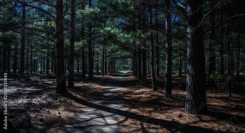 Fototapeta premium A Winding Forest Pathway Illuminated by Sunlight