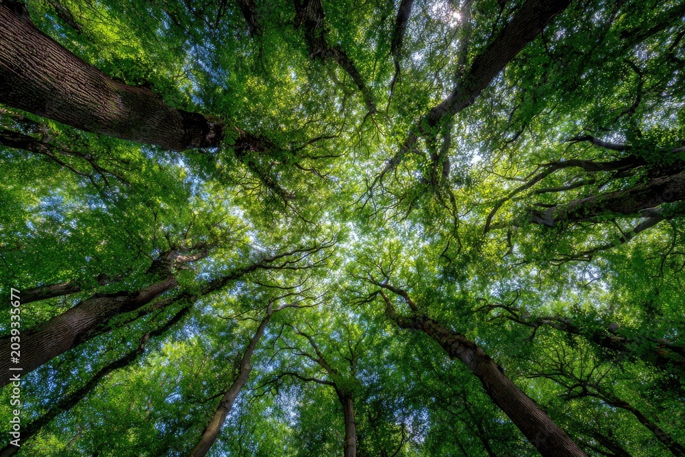Fototapeta premium View from below, looking up through green tree canopy towards blue sky, sunlight