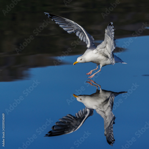 Photos Silbermöwe (Larus argentatus)