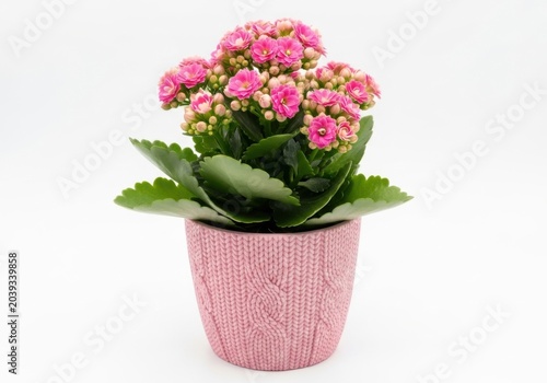 A beautiful pink kalanchoe blossfeldiana plant in a textured pink knittedstyle pot isolated on white background