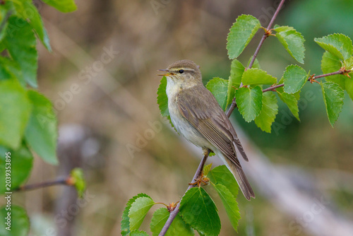 Bild auf Leinwand Fitis (Phylloscopus trochilus)